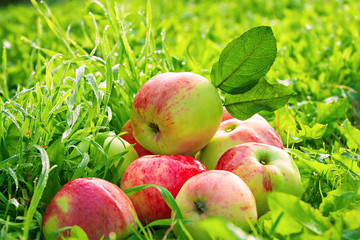 Sticker - Fruit ripe, red, juicy apples lie on a green grass