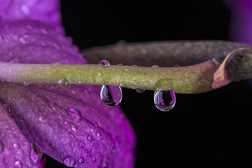 Two big water drops on a stem.