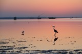 Fototapeta  - Heron fishing