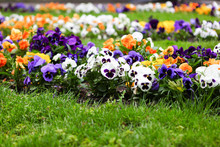 Bright Multicolored Pansies In The Green Grass In May In The Garden