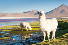 White Alpaca On The Laguna Colorada, Altiplano, Bolivia.