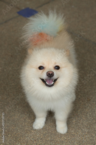 White Puppy Pomeranian Dog Short Hair Grooming Cute Pet Happy