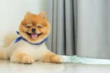 Fototapeta Zwierzęta - pomeranian puppy dog cute pet