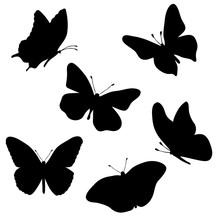 Vector Silhouette Of Butterflies On White Background.