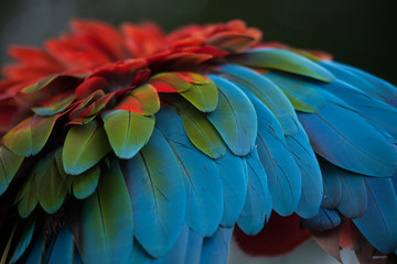 Poster - Green-winged macaw (Ara chloropterus)