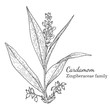 Ink cardamom herbal illustration. Hand drawn botanical sketch style. Absolutely vector. Good for using in packaging - tea, condinent, oil etc - and other applications