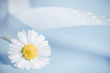Fototapeta  - stokrotka-kwiat na niebieskim tle