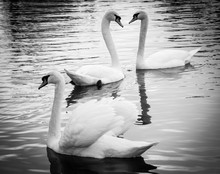Couple Of Swans In Love And The Rejected Lover. Selective Focus On The Couple. Black White. Vignette.