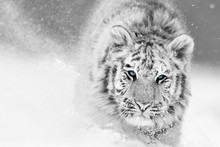 Artistic, Black And White Photo Of  Siberian Tiger, Panthera Tigris Altaica, Male In Winter Landscape, Walking Directly At Camera In Deep Snow. Taiga Environment, Freezing Cold, Winter.