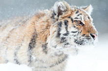 Portrait Of Young Siberian Tiger, Panthera Tigris Altaica, Male With Snow In Fur, Walking In Deep Snow During Snowstorm. Taiga Environment, Freezing Cold, Winter.
