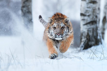 Attacking Siberian Tiger, Panthera Tigris Altaica,  Running Directly At Camera In Deep Snow.  Taiga Environment, Freezing Cold, Winter.