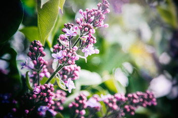 Wall Mural - Fresh lilac, beautiful spring background