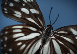Fototapeta Do akwarium - Butterfly