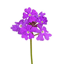 Purple Flowers Of Verbena Isolated Against White