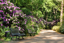 Sunny Path Through Green Park With Benches And Blooming Rhododendron Shrubs