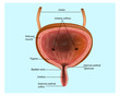 Urinary system- Bladder. Anatomical structure of the bladder