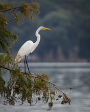 White Egret In Cypress Tree Overlooking Lake