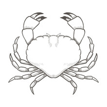 Crab Drawing On White Background. Hand Drawn Outline Seafood Illustration.