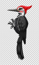 Black Woodpecker On Transparent Background