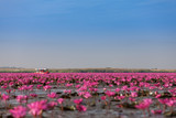 Fototapeta Tulipany - Tourist boat visiting sea of pink lotus, Red water lilies lake Unseen in Thailand.