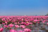 Fototapeta Tulipany - Tourist boat visiting sea of pink lotus, Red water lilies lake Unseen in Thailand.