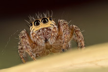 A Closeup Of A  Beautiful Spider