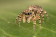 A closeup of a  beautiful spider