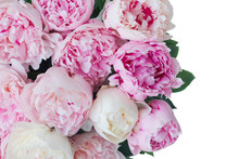 Fresh Peony Flowers Border Colored In Shades Of Pink Isolated On White Background