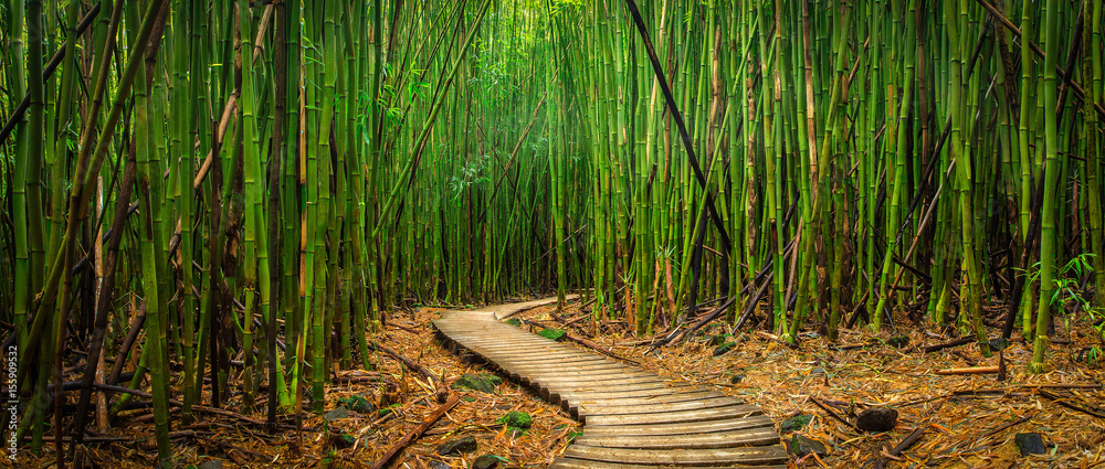 Bamboo Forest - obrazy, fototapety, plakaty 