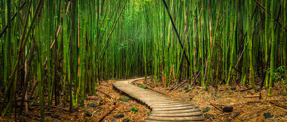 Bamboo Forest