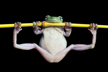 Wall Mural - Dumpy frog