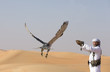 peregrine falcon flying towards his trainer