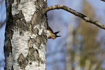 curios squirrels