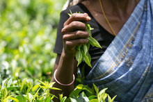Asian Tea Picker Holding In Her Hands Freshly Picked Green Tea Leaves