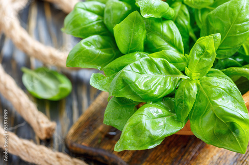 Fotografía Green basil leaves closeup.
