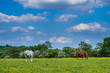 Horses grazing in the field full of buttercup flowers in Woodgate Valley Country Park.