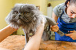 Persian cat sheared in the beauty salon
