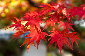 Sticker - Red maple leaves