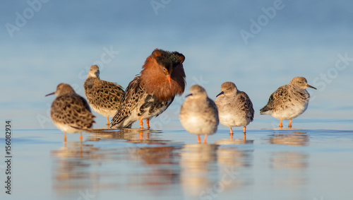 Fotomural Ruff - Philomachus pugnax / Calidris pugnax - at the Curonian lagoon shore, Lith