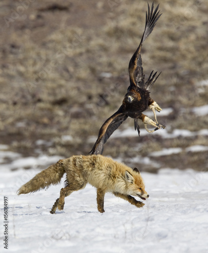 A Tamed Golden Eagle Attacks A Fox During An Annual Hunting