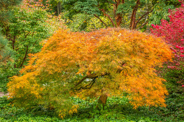 Amazing autumn foliage. Japanese maple tree. Kubota Garden, Seattle, USA