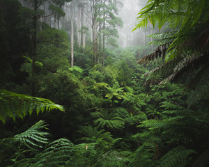 lush rainforest with morning fog