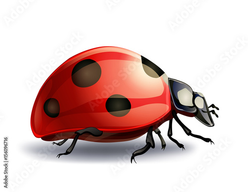 Fotografía ladybug on white. vector illustration