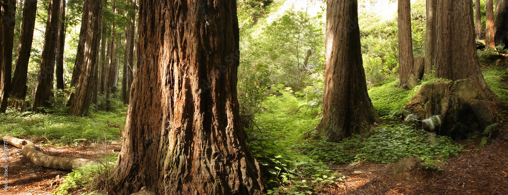 Panoramic scene of a redwood forest - obrazy, fototapety, plakaty 