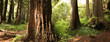 Panoramic scene of a redwood forest