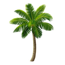 A Coconut Palm (a Coconut Tree) Isolated On White Background. Vector Illustration.