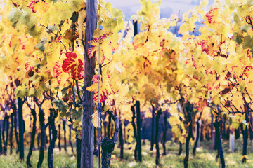 Wall Mural - Colourful vines in autumn. Wine-making and restauration concept. Travel and agriculture background.