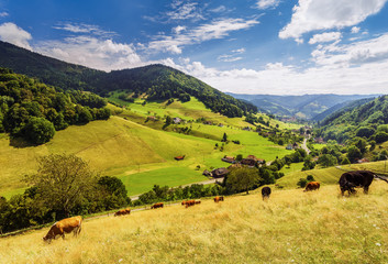 Wall Mural - Scenic summer landscape: green mountain valley with an old historic village and grazing cows. Peaceful colourful peaceful pastoral. Travel and hiking background.