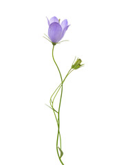 Poster - Bellflower isolated on white background.