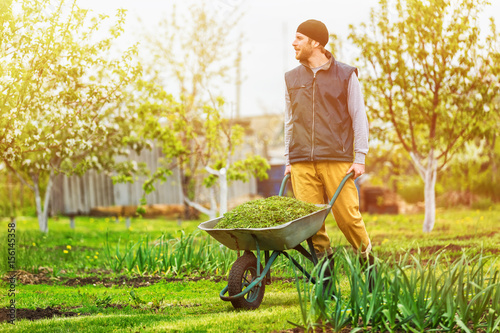Fotomural Male gardener is pushing wheelbarrow at spring green garden background